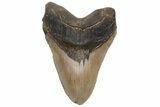 Serrated, Fossil Megalodon Tooth - North Carolina #235125-1